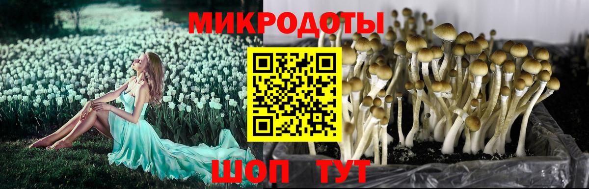 цены   Вход с VPN  Кстово  Галлюциногенные грибы мицелий  Галлюциногенные грибы Psilocybine cubensis 